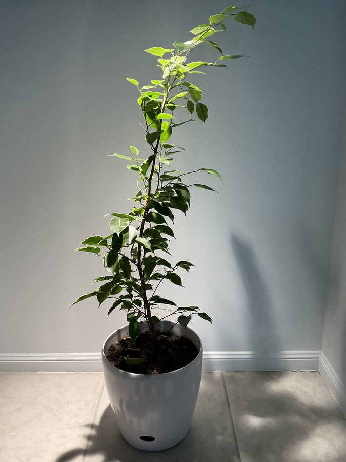 Ficus Benjamin’s