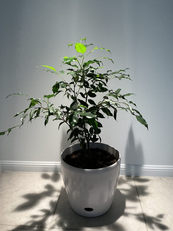 Ficus Midnight Beauty