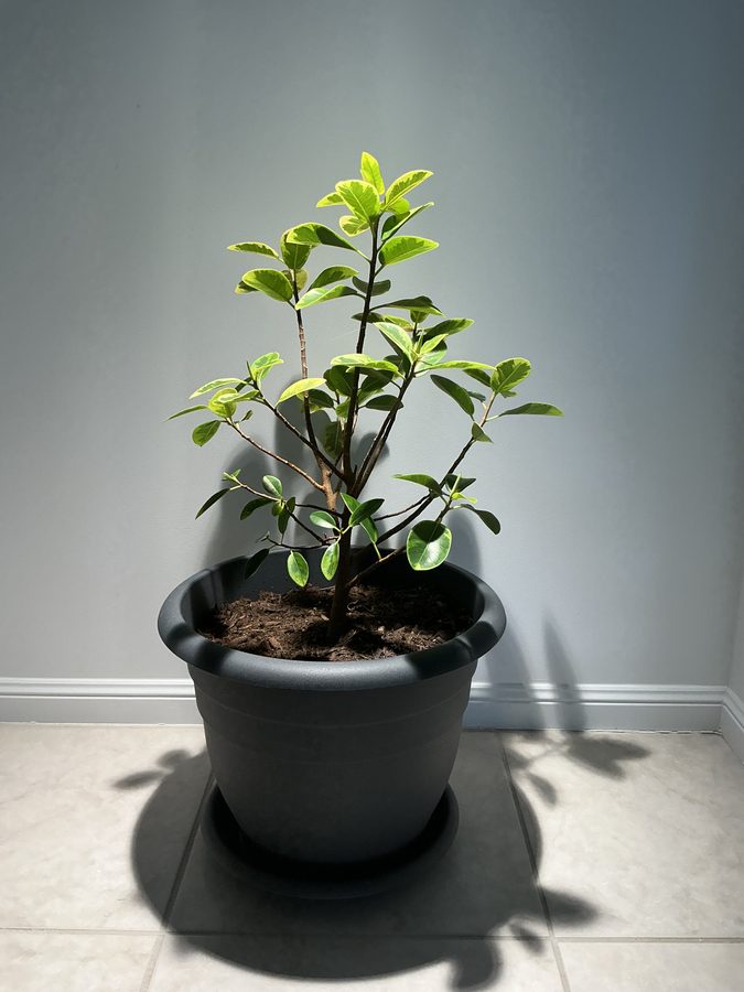 Ficus Variegated