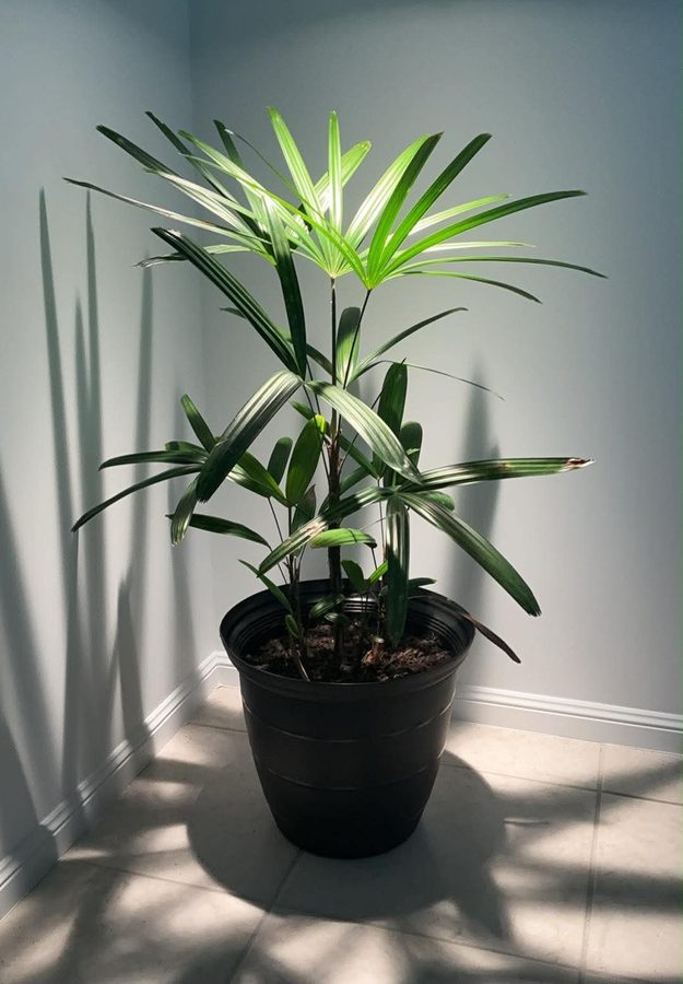 Lady Palm